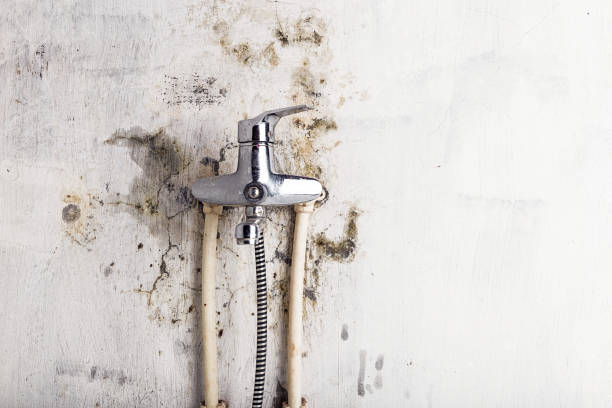 Best Mold Damage Repair  in Sparta, MI