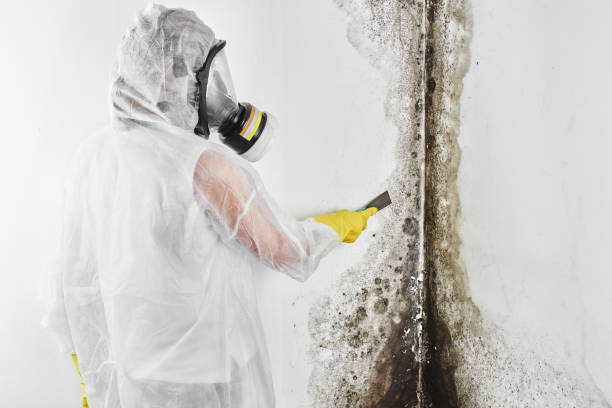 Best Mold Damage Repair  in Sparta, MI