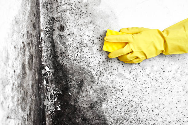 Best Commercial Mold Removal  in Sparta, MI