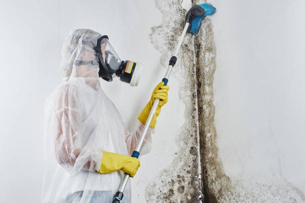 Trusted Sparta, MI Mold Removal Experts