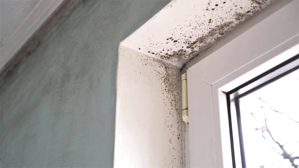 Best Residential Mold Removal  in Sparta, MI