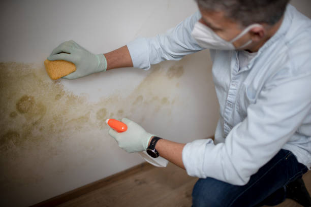 Best Mold Cleaning Services  in Sparta, MI