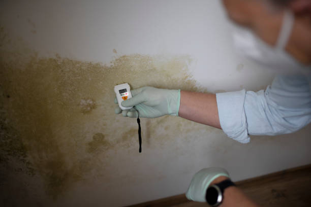 Best Emergency Mold Removal  in Sparta, MI