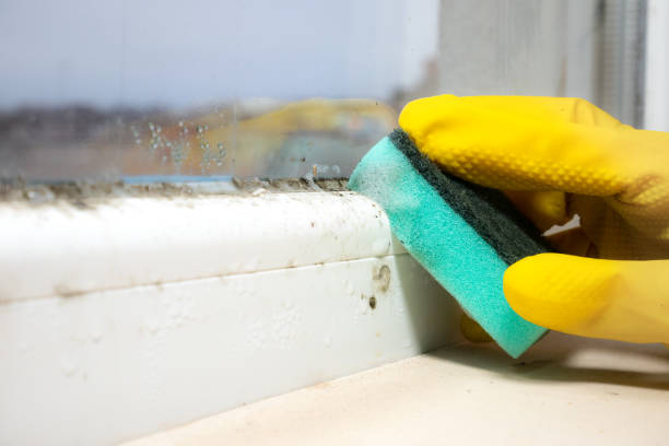 Best Crawl Space Mold Removal  in Sparta, MI