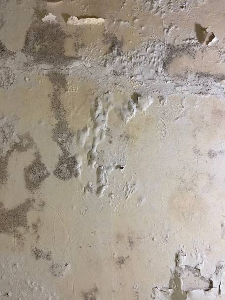 Attic Mold Removal in Sparta, MI