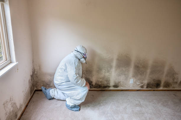 Best Mold Removal Process  in Sparta, MI