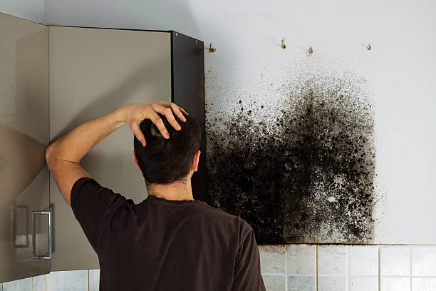 Best Emergency Mold Removal  in Sparta, MI